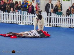 Haustiermesse am 1.03.2026